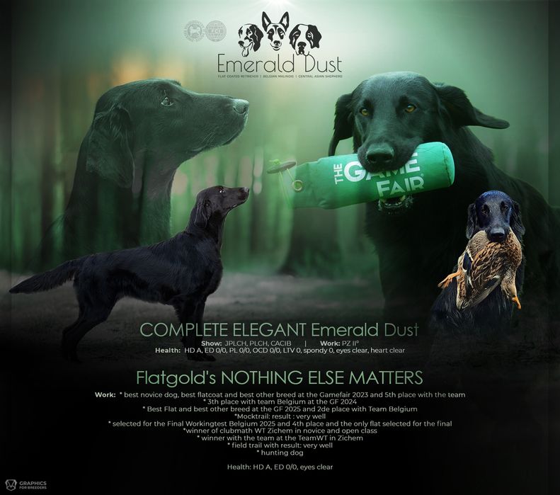 Flat coated retriever czarny piesek