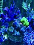 4 Stylophora pink-green fluo-milka-rainbow
