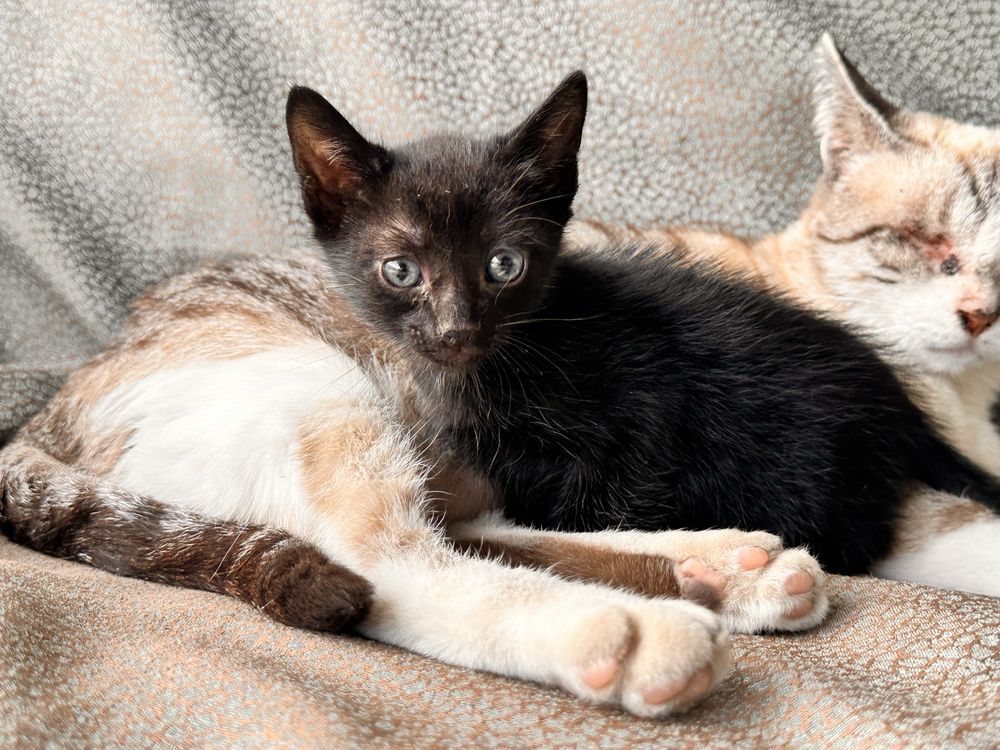 Gatinhos trigemeos a procura de casa .