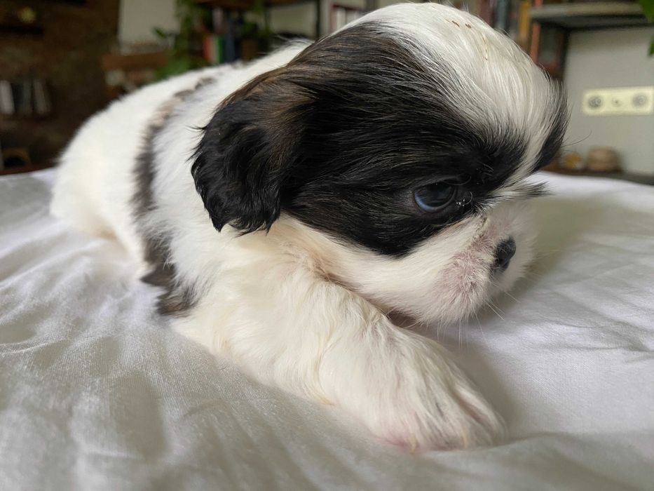 Shih Tzu suczka szczeniak z hodowli, rodowód, dziewczynka