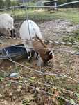 Cabrito anão bebe com 4 meses vacinado e desparasitado
