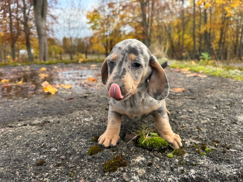 jamnik miniaturowy szczeniak merlle piesek