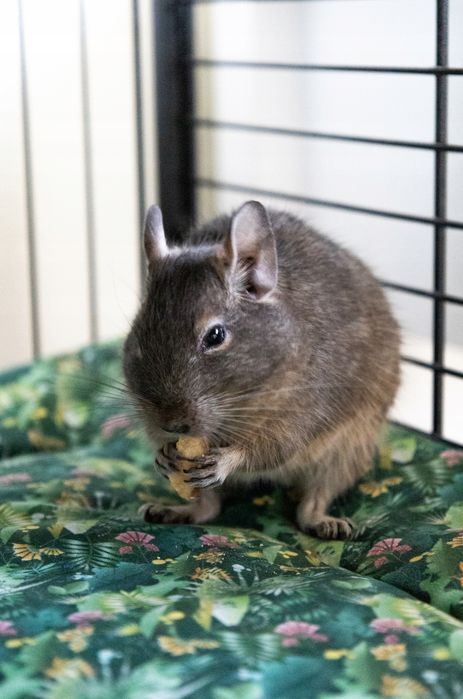 mata materac do klatki dla szynszyla królika świnki 140x70cm zielona