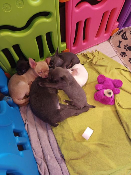 Чіхуахуа хлопчики дівчатка і франя