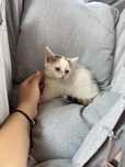 Kotki do adopcji