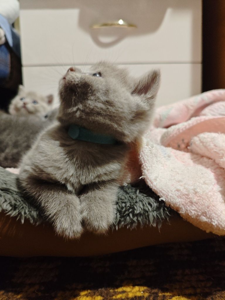 Продам британских котят