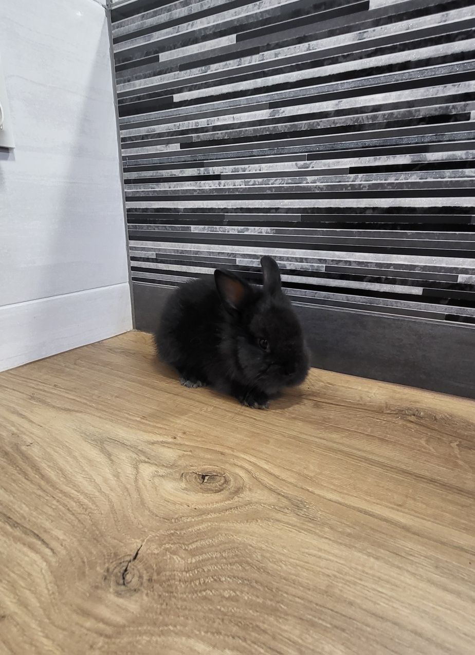 Króliczki miniaturki Teddy