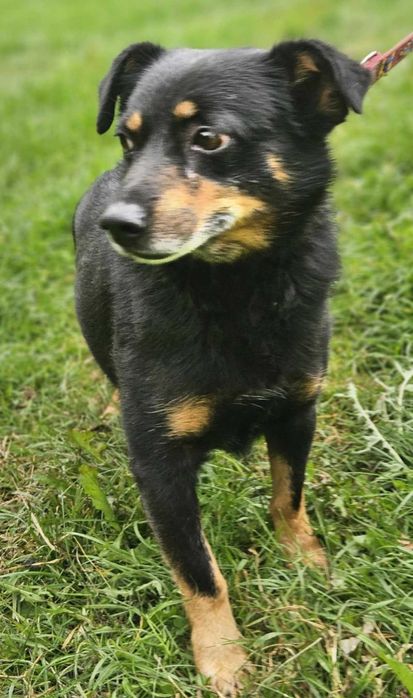 Blancik szuka domu -schronisko Zgierz-aktualne