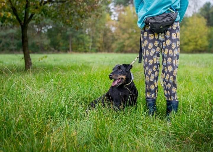 Wspaniały psiak w typie rasy Niemiecki Terrier Myśliwski czeka na Dom!