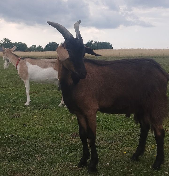 Sprzedam kozła 50% Anglonubijskiego