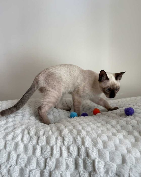 Setúbal / Margem Sul / Lisboa — CÔCO, gatinho para adoção