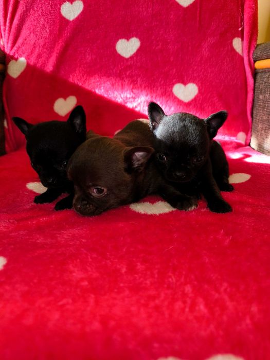 Chihuahua szczenięta krótkowłose(piesek)