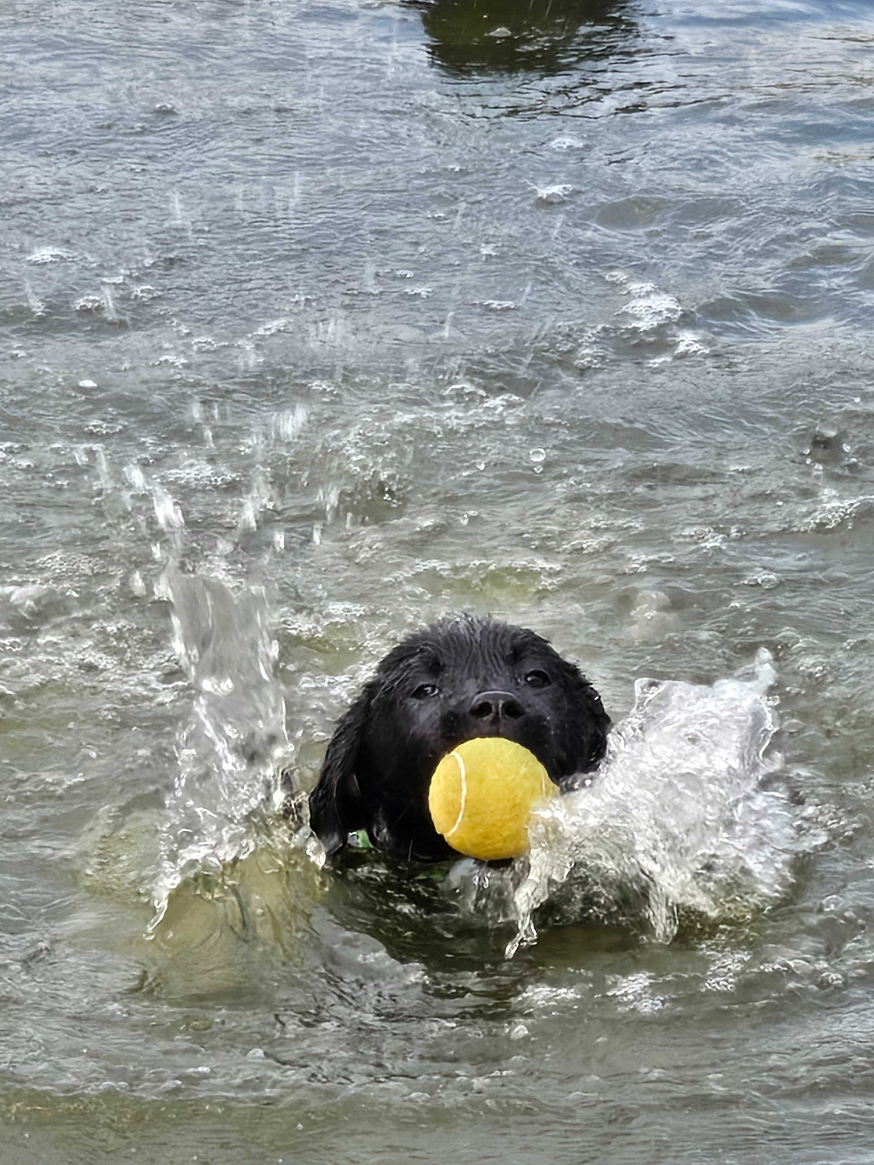 Labrador Retriever FCI Linia użytkowa