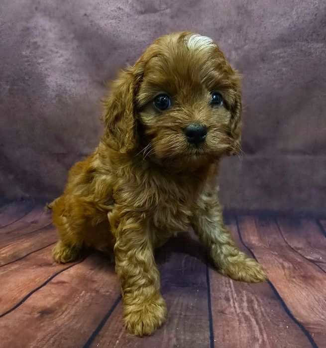 Cavapoo chłopiec  odbior  w listopadzie