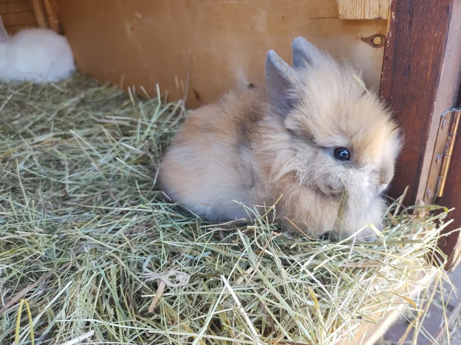 Królik króliczki miniaturki teddy
