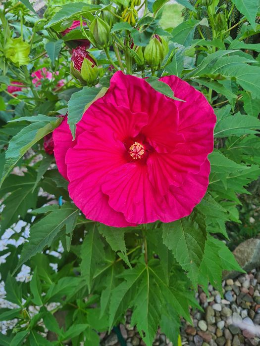 Usługi ogrodnicze/ zakres: doradztwo, pielęgnacja, utrzymanie ogrodów.