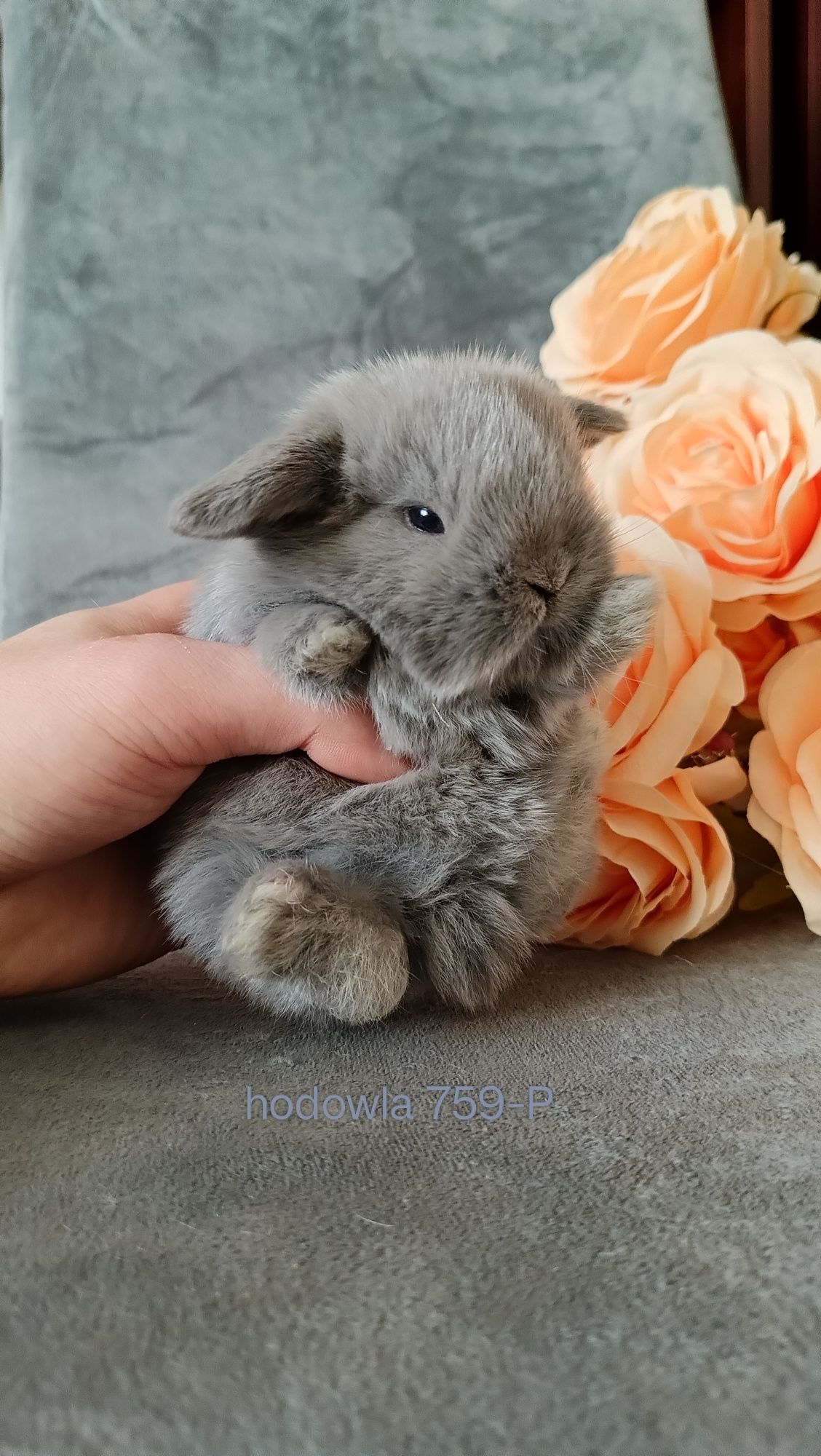 Mini lop króliki karzełek miniaturka