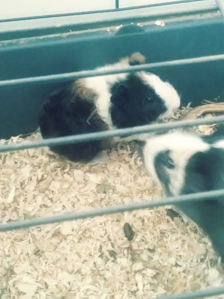 Sprzedam świnke morską Teddy za 40zł