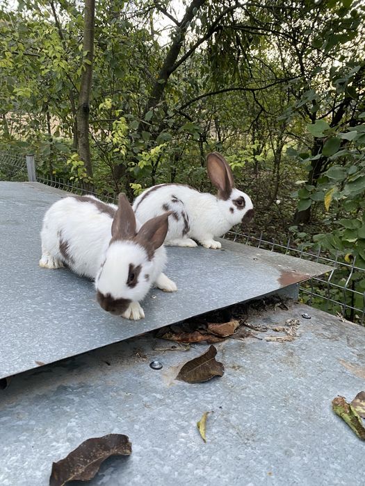 Кролики великі та маленькі