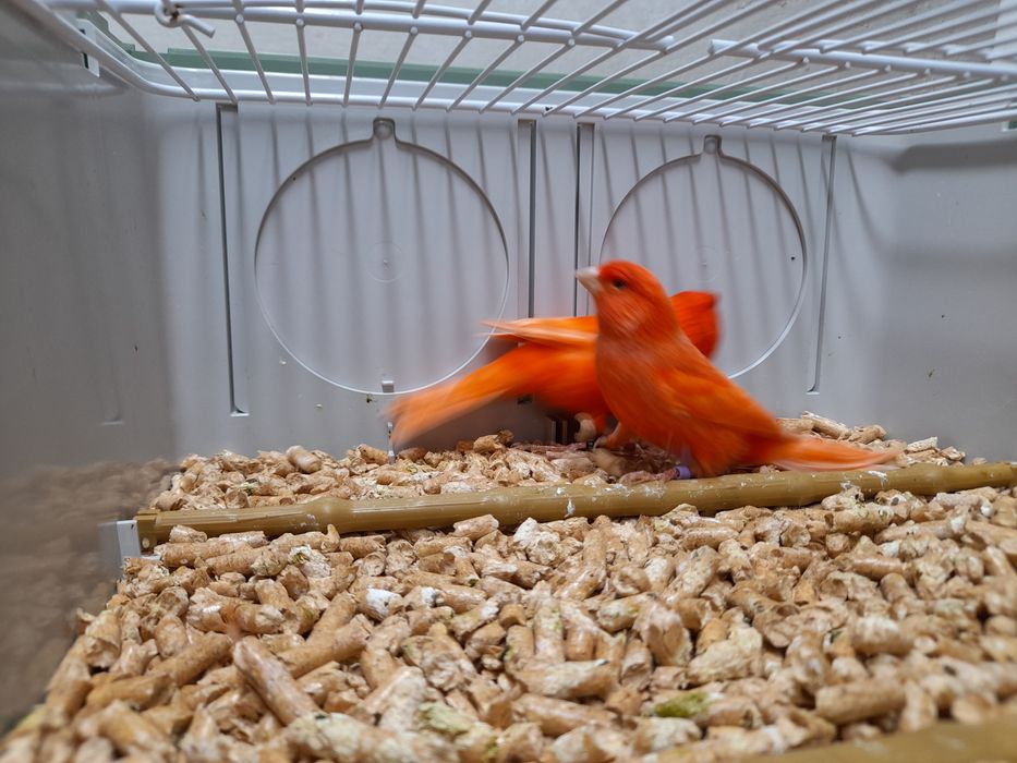 Kanarek/kanarki czerwone