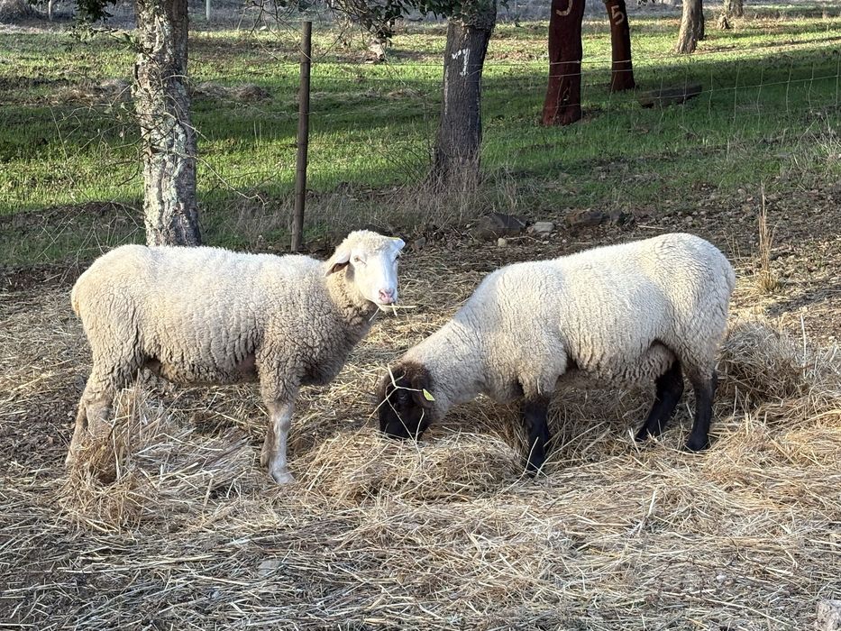 6 Ovelhas e 1 Carneiro