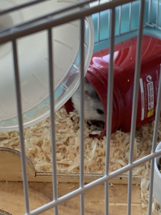 2 Hamster (branco e preto) com gaiola e acessorios