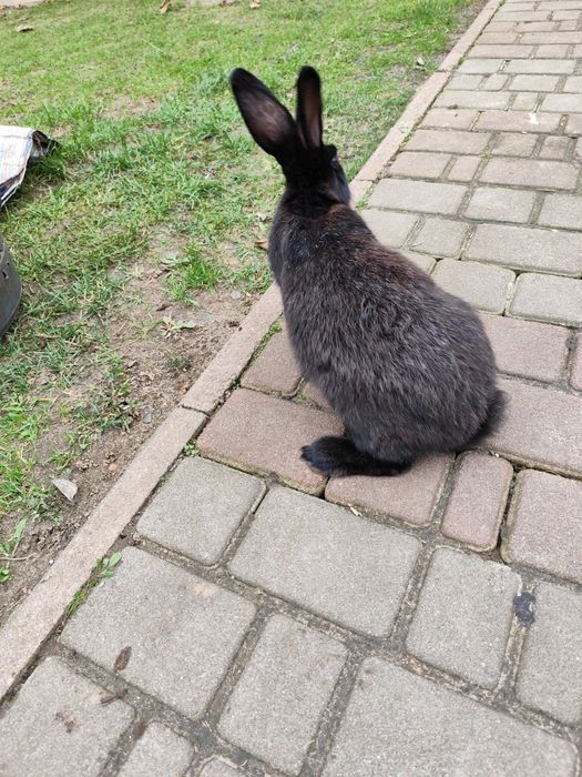 Кролі, кролики м'ясних порід