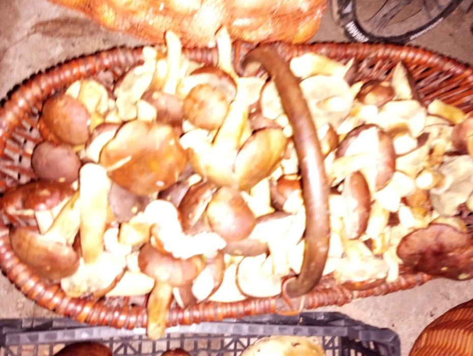 Grzyby świeże suszone prawdziwki kozak koźlarz maślak podgrzybek