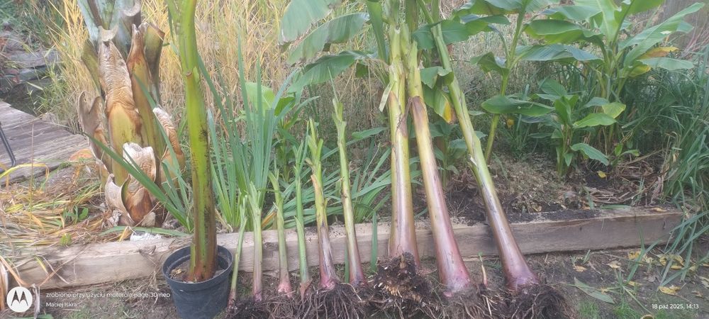 Musa basjoo - banan japoński. Może zimować w ogrodzie.