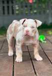 Suczka American Bully Pocket