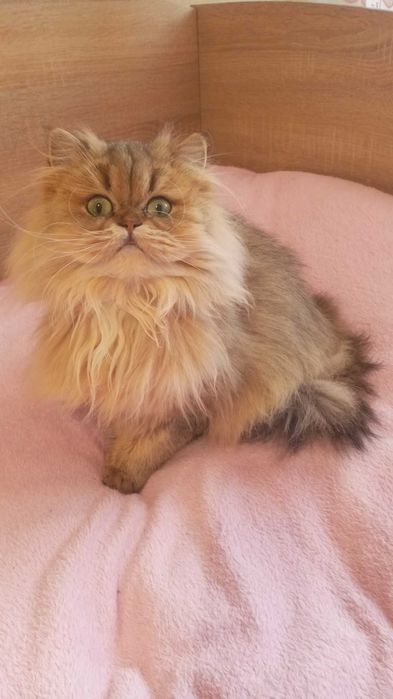 Доросла кицька золота шиншила