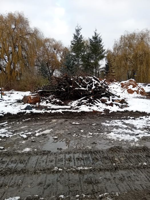 Drewno gałęziówka