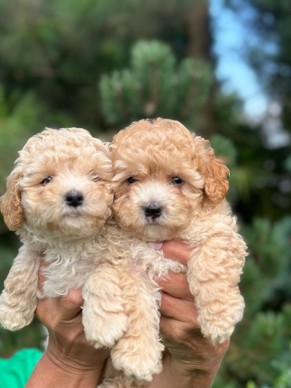 Maltipoo F1 cudne szczenię