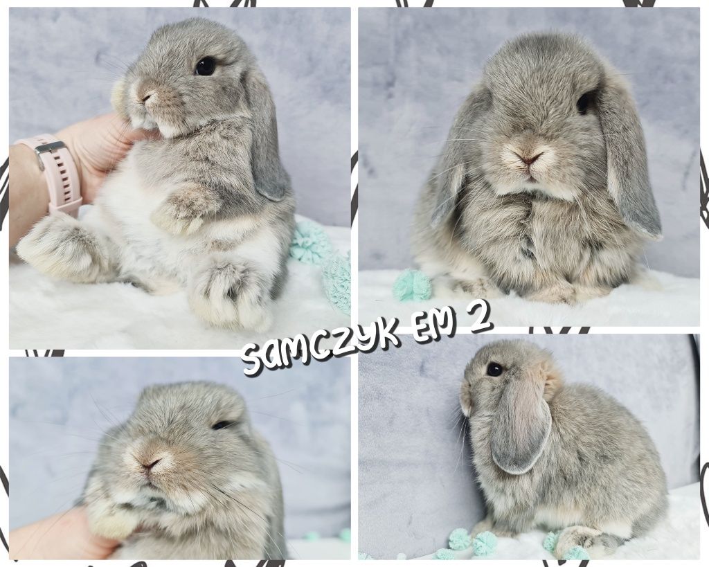 Mini lop królik króliczek miniaturka baranek gotowy na odbiór