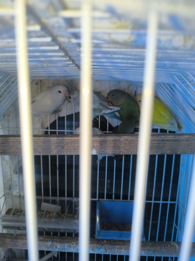 Agaponis  verde e amarelo