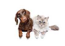 Babá de cães e gatos | Cuido do teu pet com carinho e responsabilidade