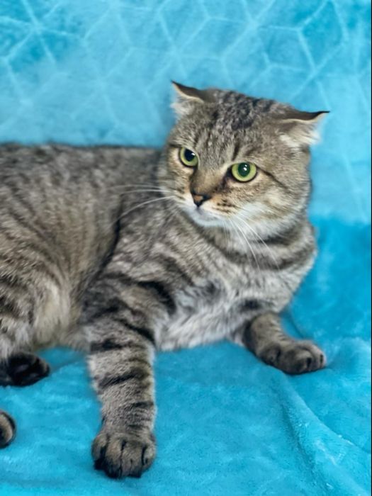 Киця шукає родину