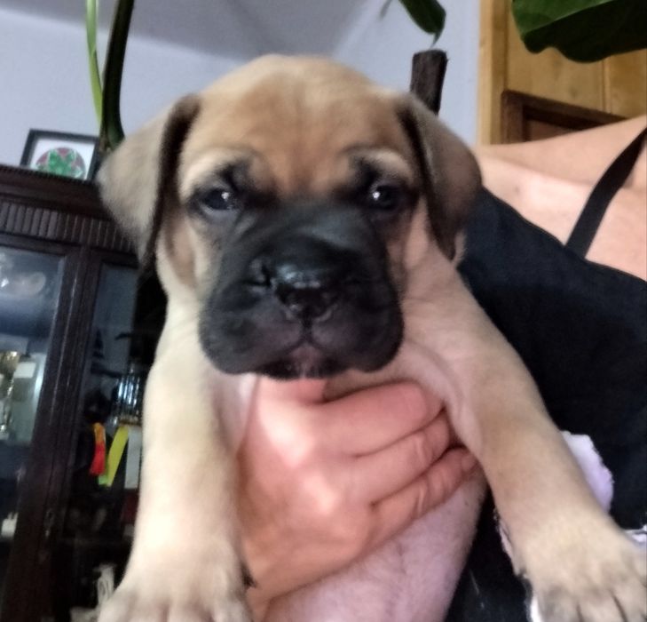 Bullmastiff - zapowiedź szczeniąt