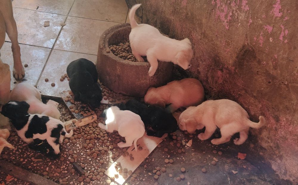 Cãezinhos para Adoção