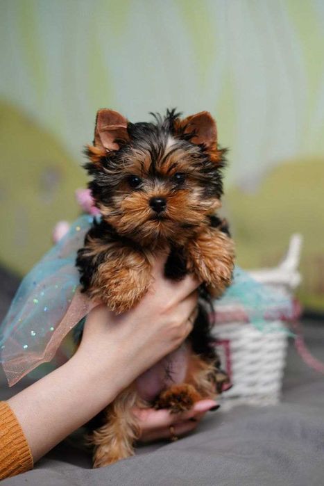 Йорк у серці: знайди свого друга!