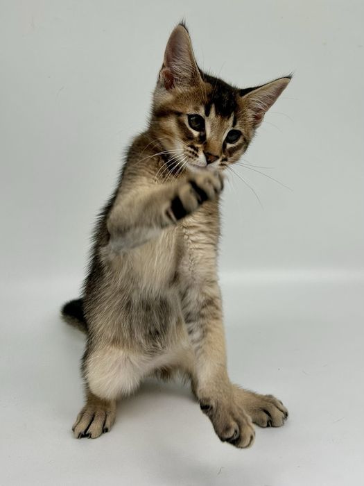 Абиссинец мальчик