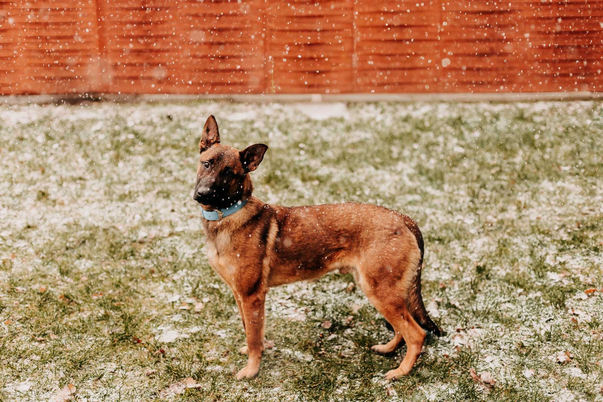 Owczarek belgijski poleca się do adopcji!!!