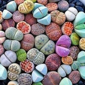 54вида семена литопсов, литопс, живые камни, Lithops, літопси, литопсы