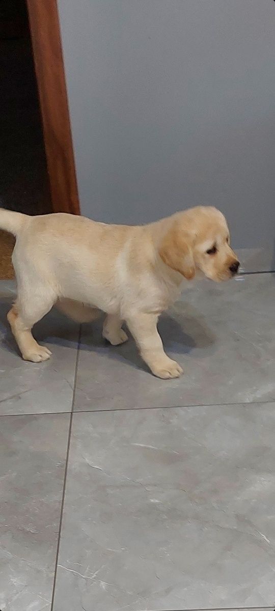 Labrador Retriever - Gotowe do odbioru