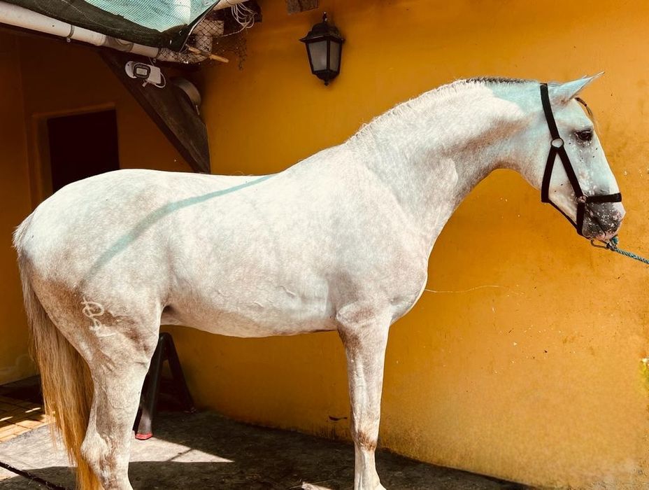 Cavalo   lusitano