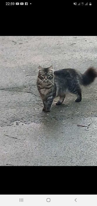 Гарна киця метис шукає люблячу родину