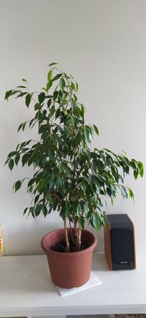 Ficus Beniamin 120 cm