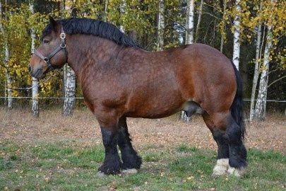 Skup koni,klaczy, bydła,owiec