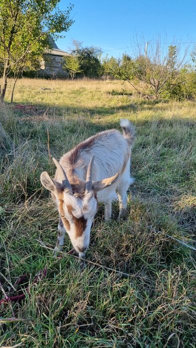 Продам молоду козу