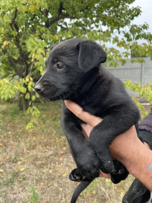 Отдадим в добрые руки щенка!